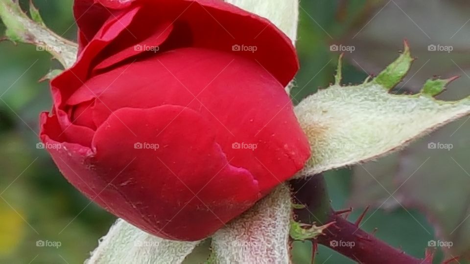 crimson rose bud