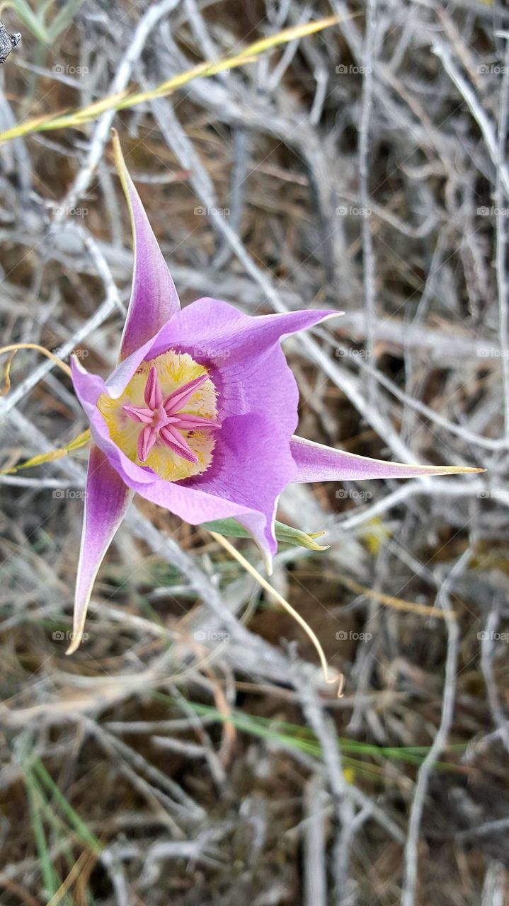 High Desert Flower