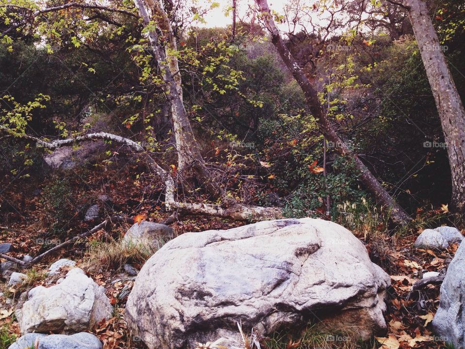 Rock and trees