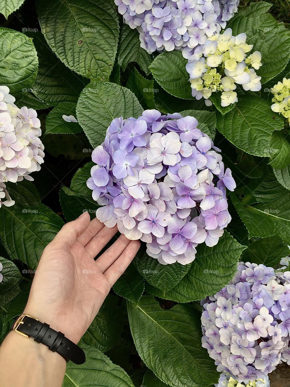 Beautiful purple flower 