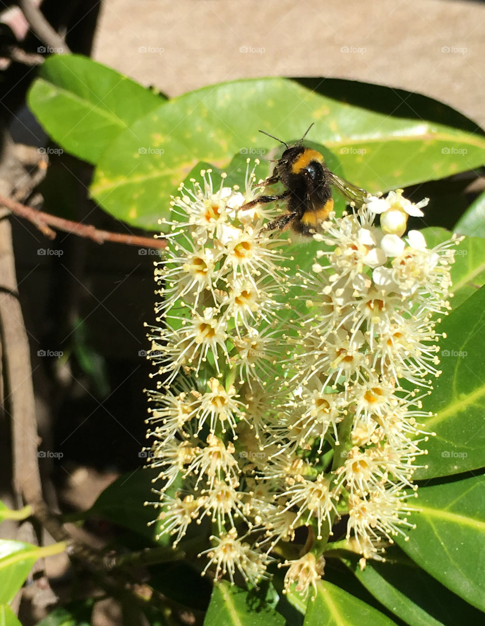 Bumblebee collecting néctar and pollen 