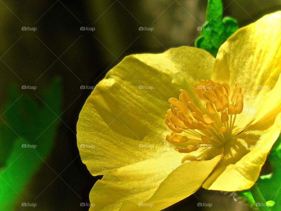 Close-up of yellow flower