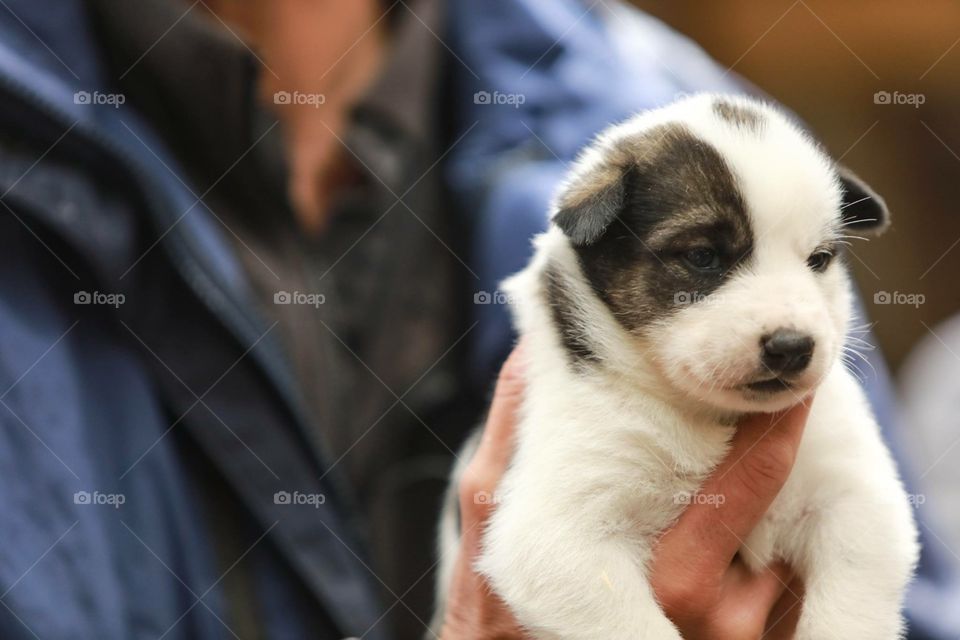 Black and white eye spot puppy being held by someone in blue coat