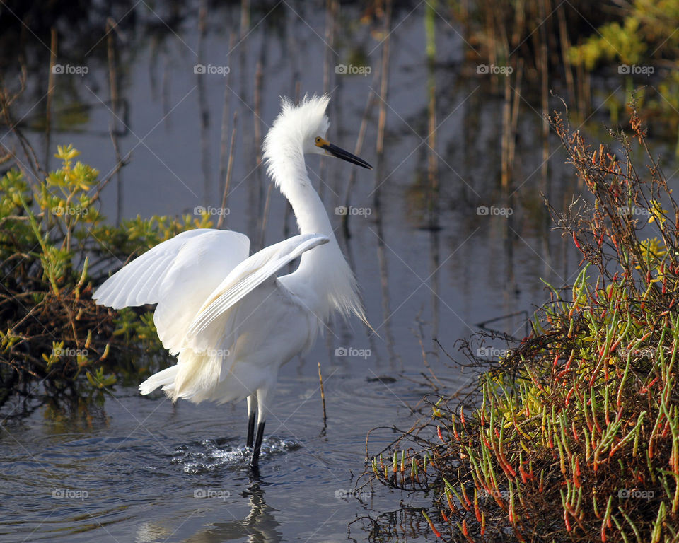 Angry Egret