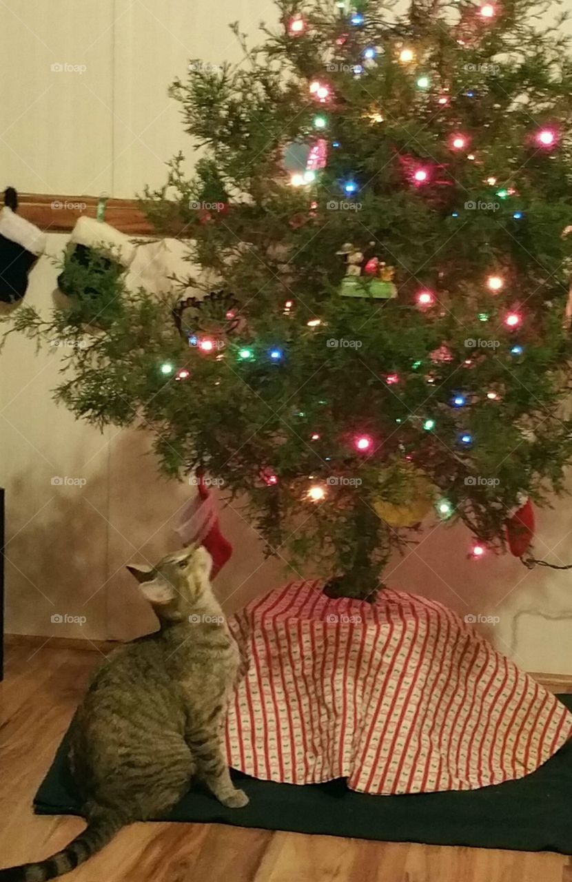 The Wonder of Christmas