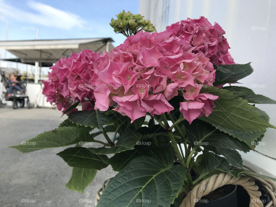 Beautiful flower decoration in front of my house 