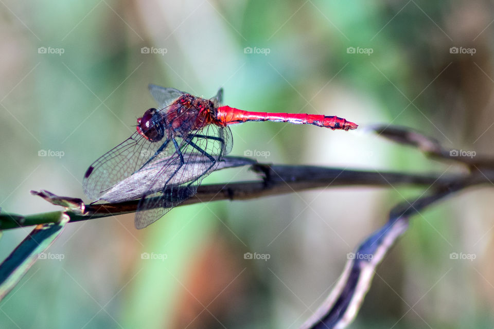Red dragonfly on twig