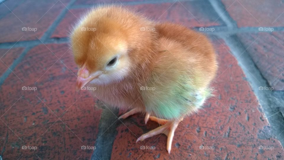 Close-up of baby chick