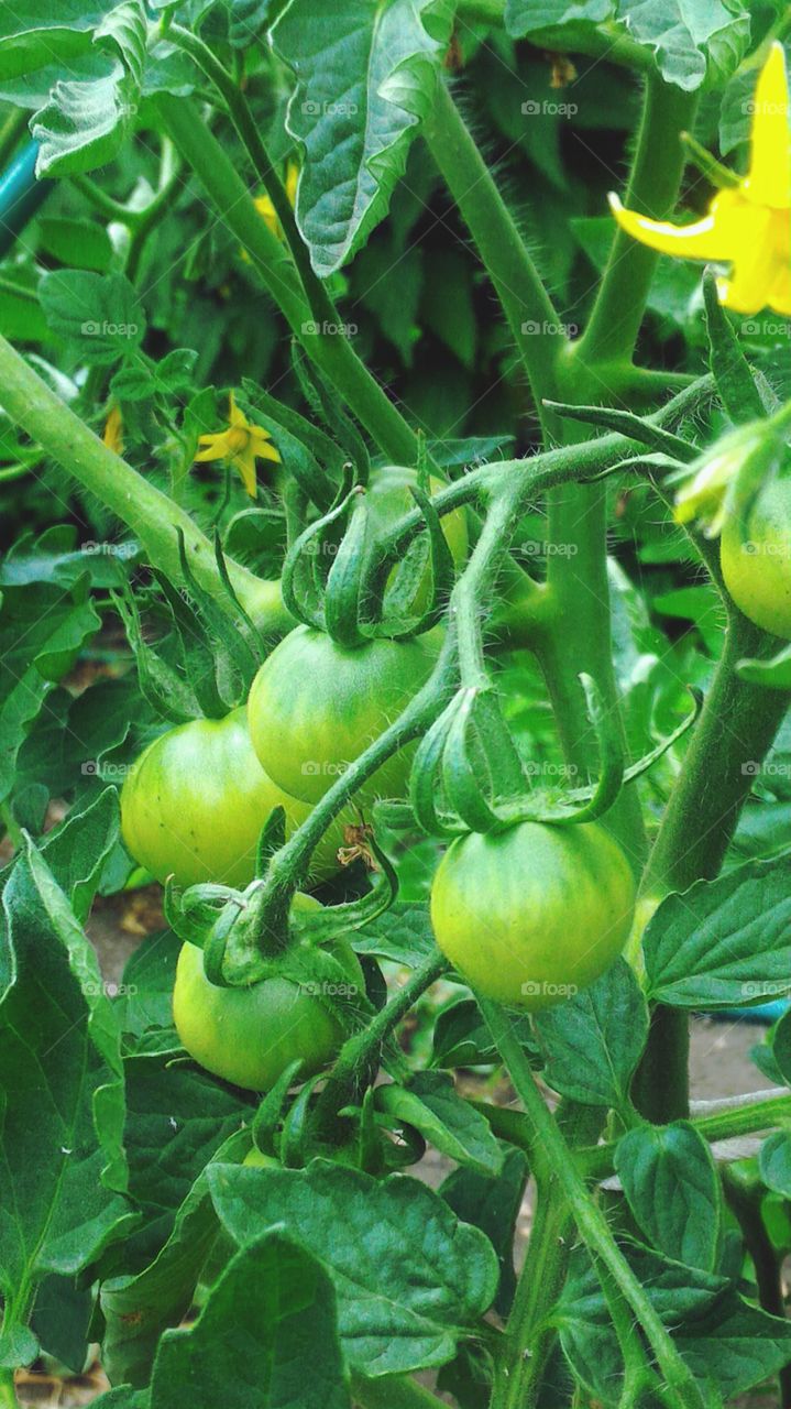 tomatoes