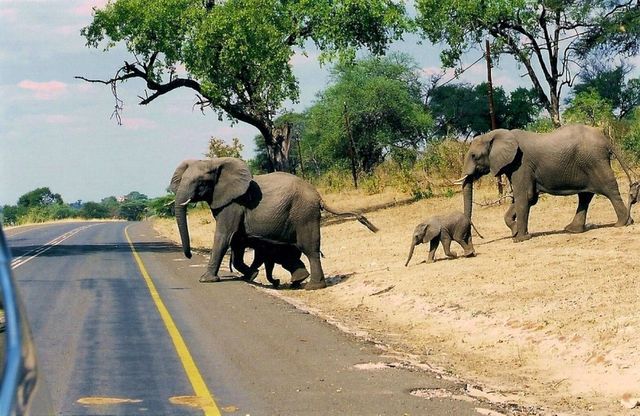 Elephants always have the right of way