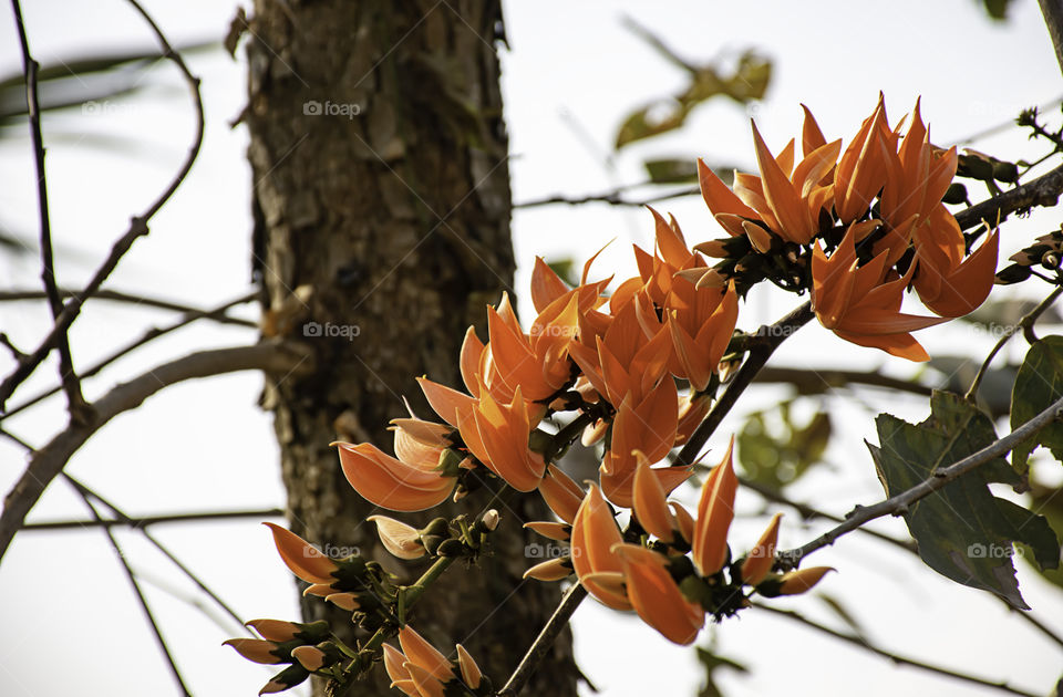 Orange  flowers or Butea monosperma on tree in the garden.