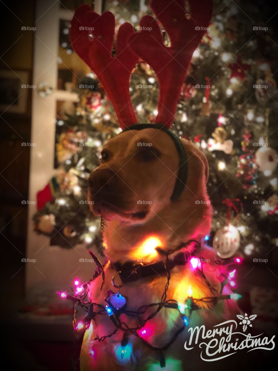What a happy time of the year unless your Mom makes you dress silly for a Christmas photo. 🎄🥰🐶
