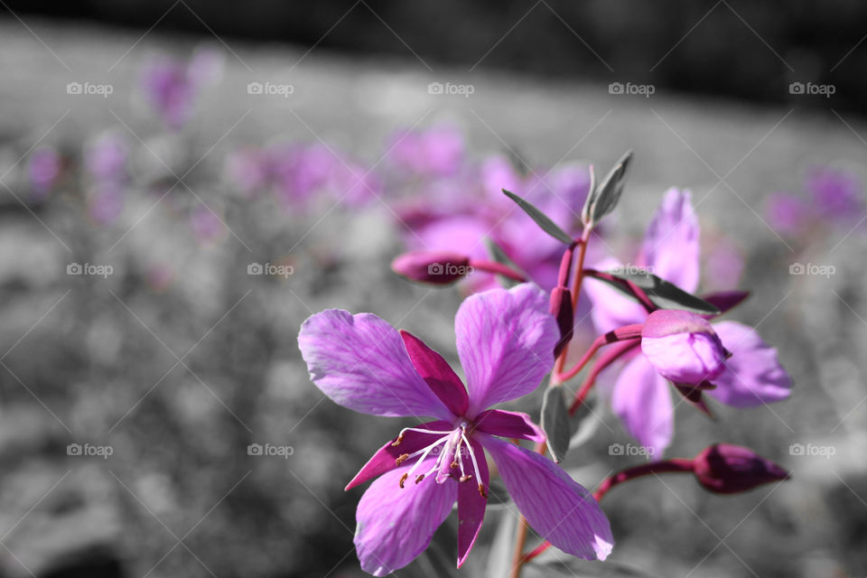 Flower forward. Black and white background with pink flower saturated in foreground