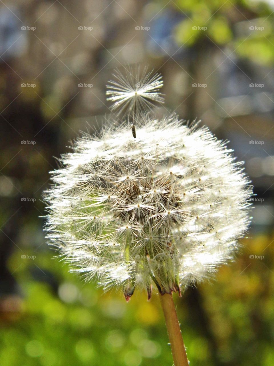 dandelion