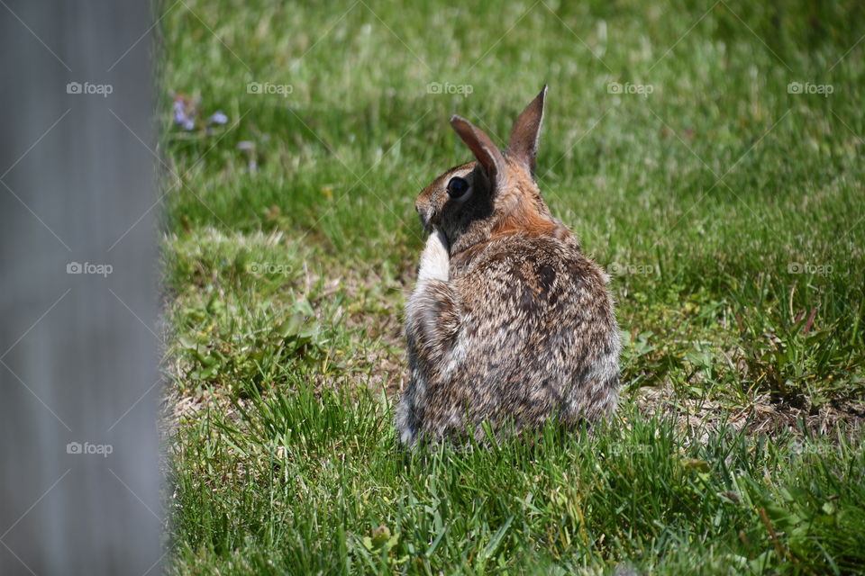 bunny scratching