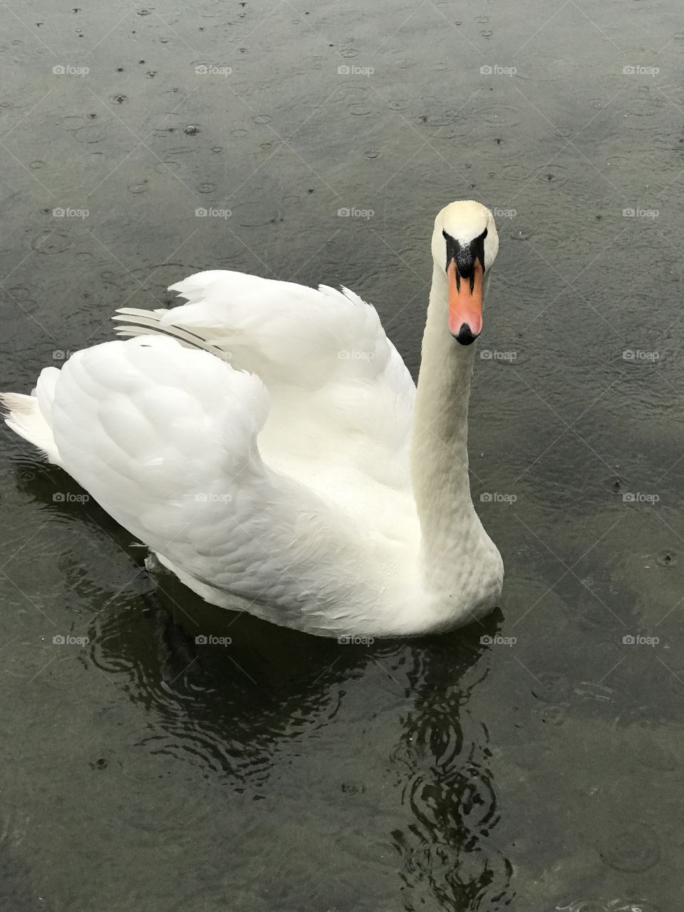 White Goose