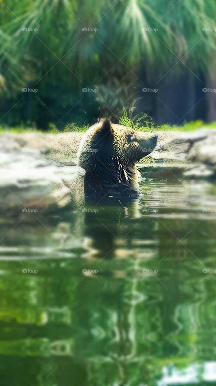 Bear relaxing