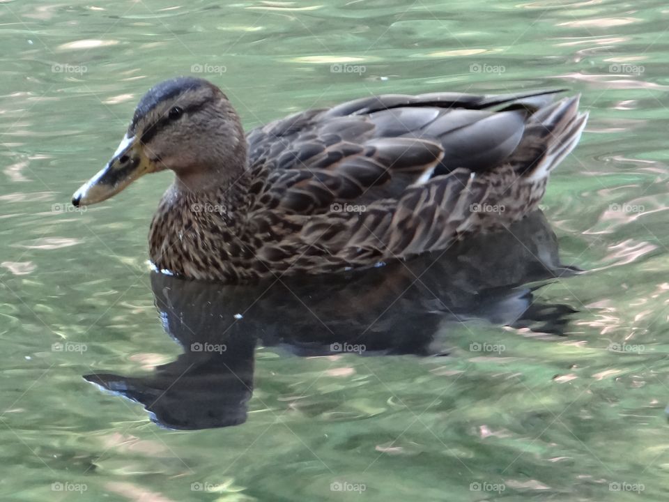 a duck