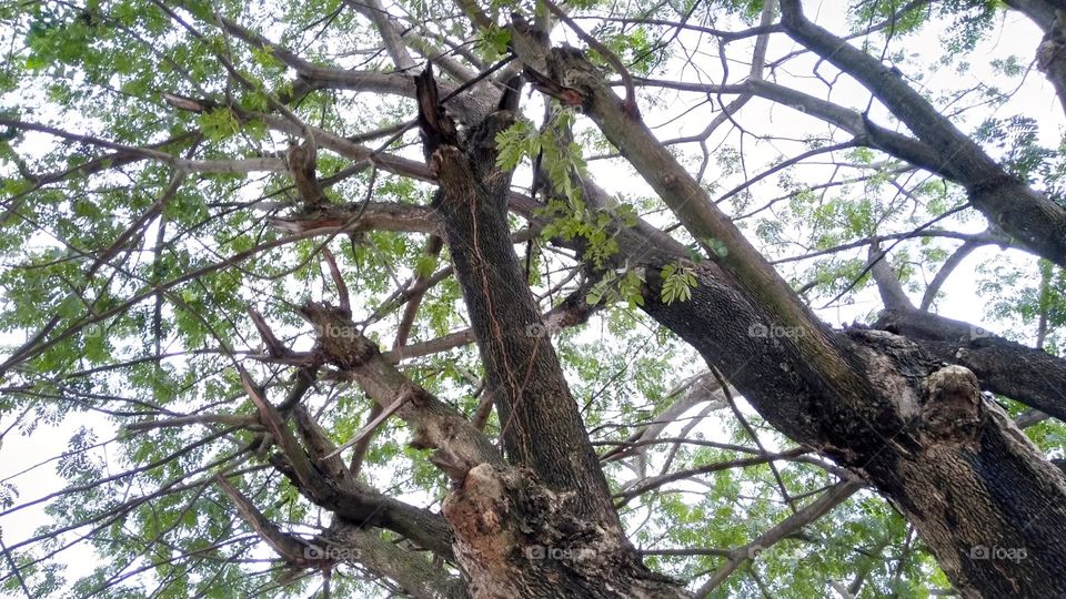 Mahogany branches and leaves on the park