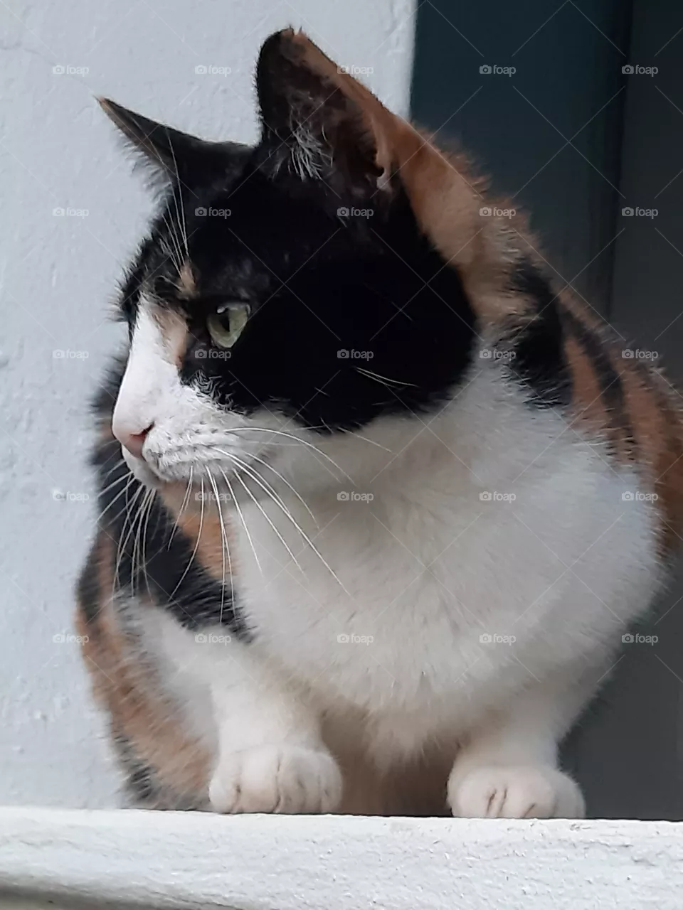 cat