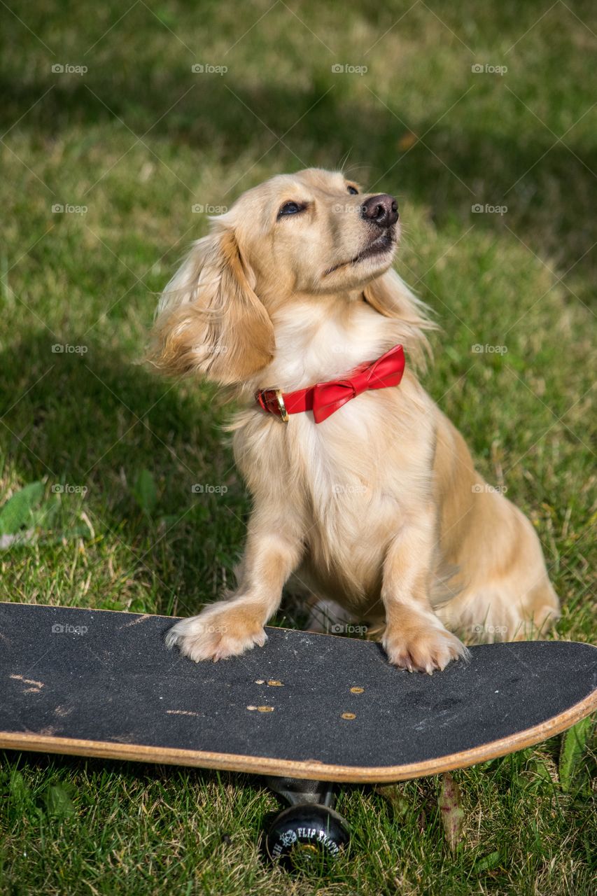 Remy learns to skateboard in his red leather bowtie