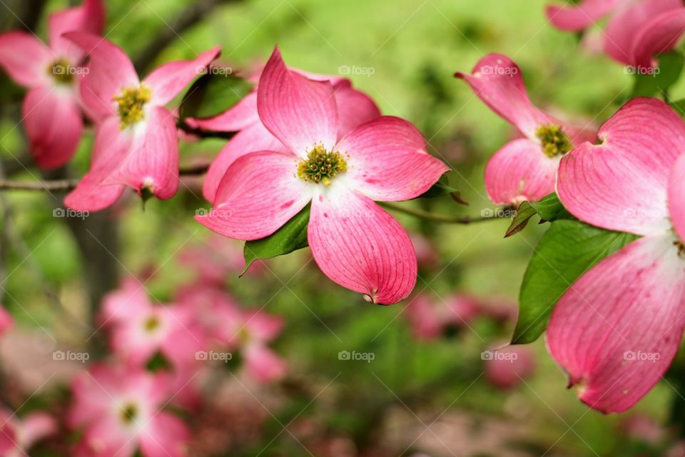 Pretty Pink Dogwood