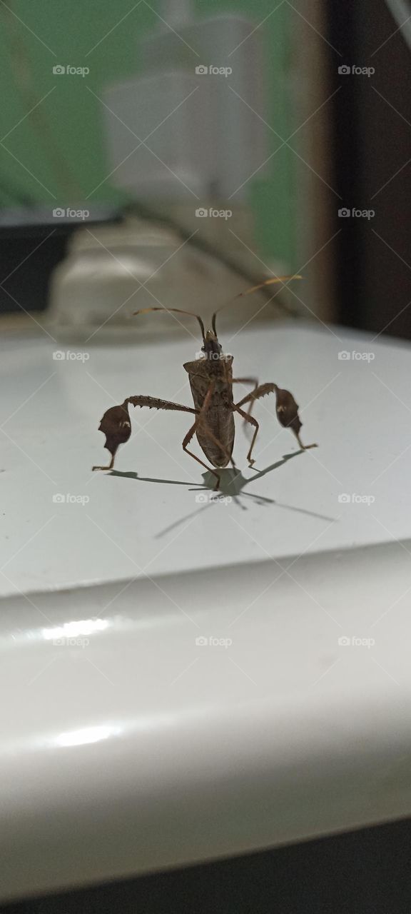 Nocturnal insect attracted to light