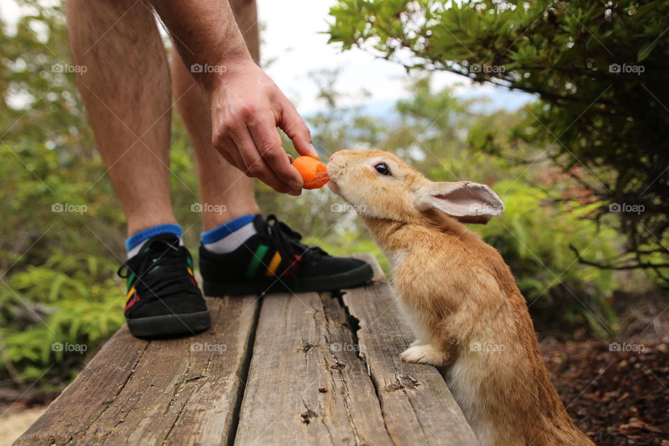 Cheeky Rabbit