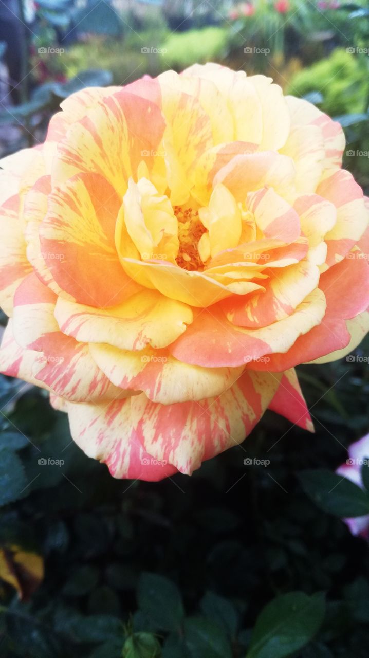 orange and yellow rose ♥️