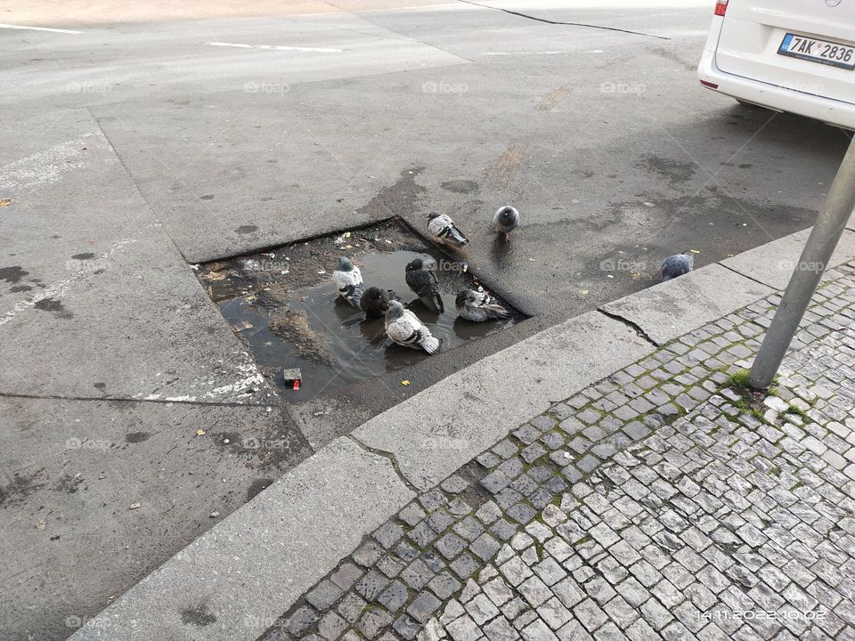 wet pigeons in the street