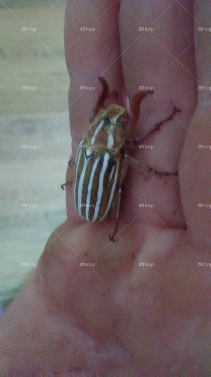 green and white stripped bug beetle