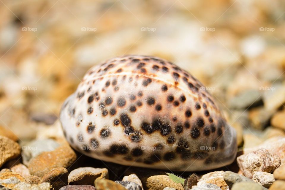 Cowrie Shell