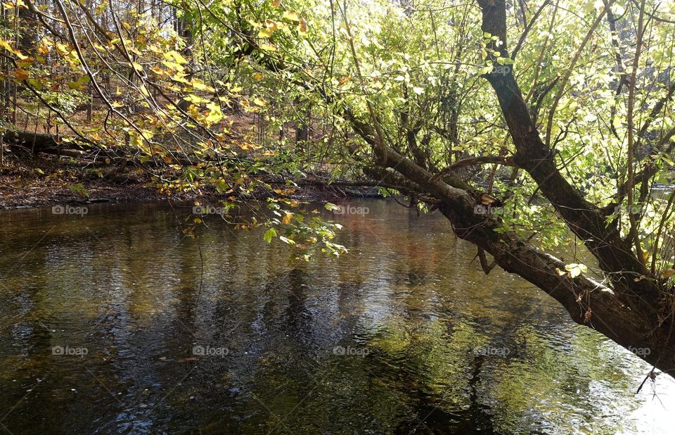 Autumn by the Stream
