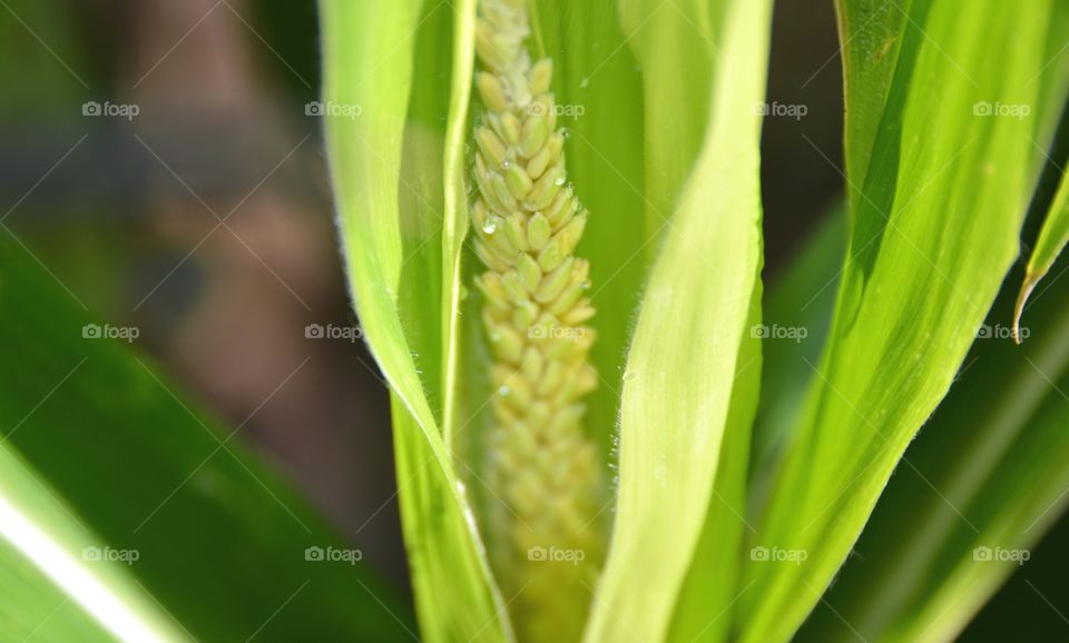 Corn flower