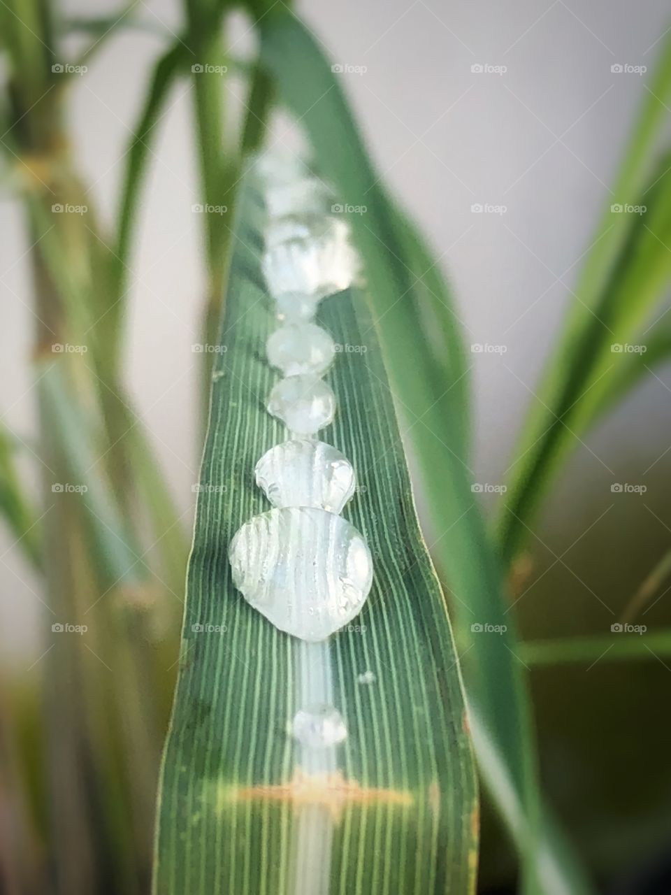 Rain drops in line, just waiting to fall in the ground, after a good rain.