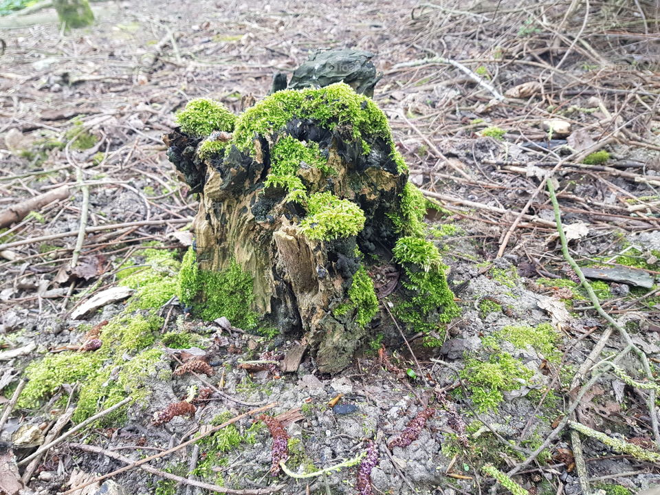 Moss on tree stump Nature