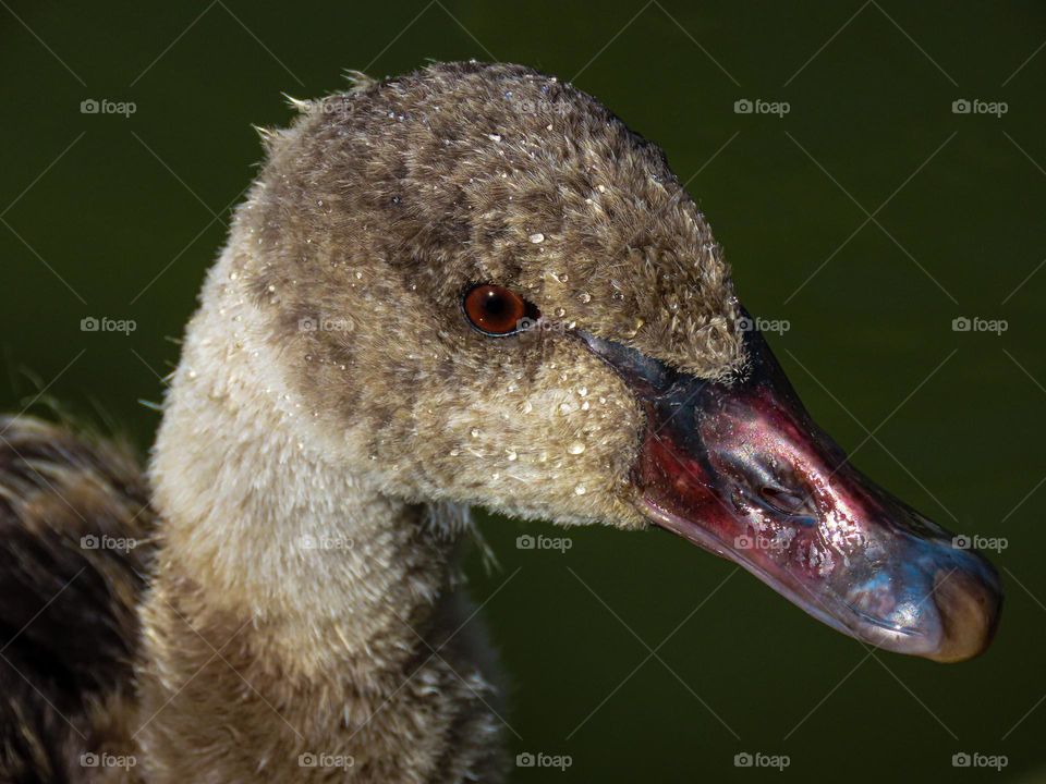 Baby swan covered in water droplets