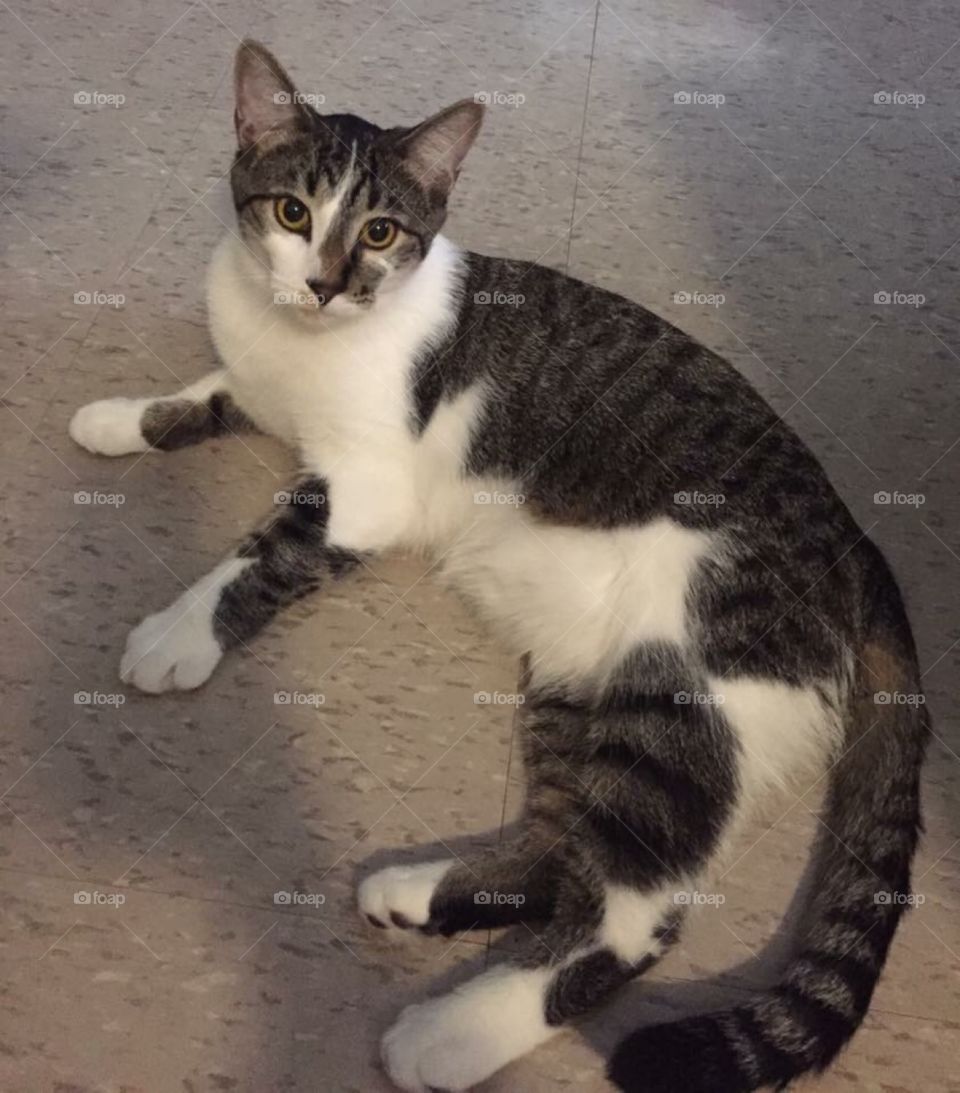 Cat laying on the floor indoors