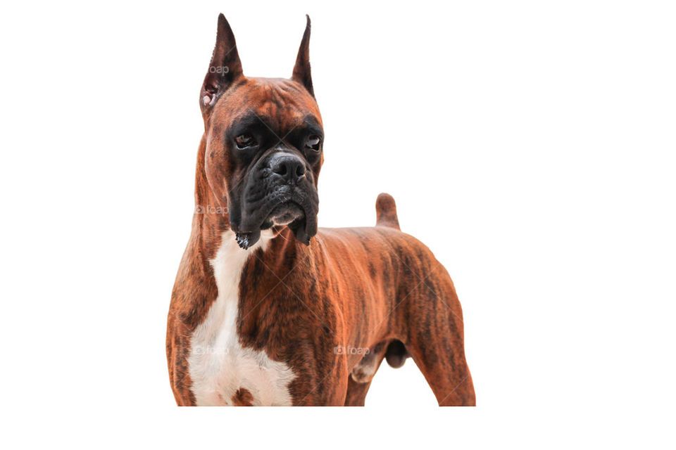 BOXER DOG