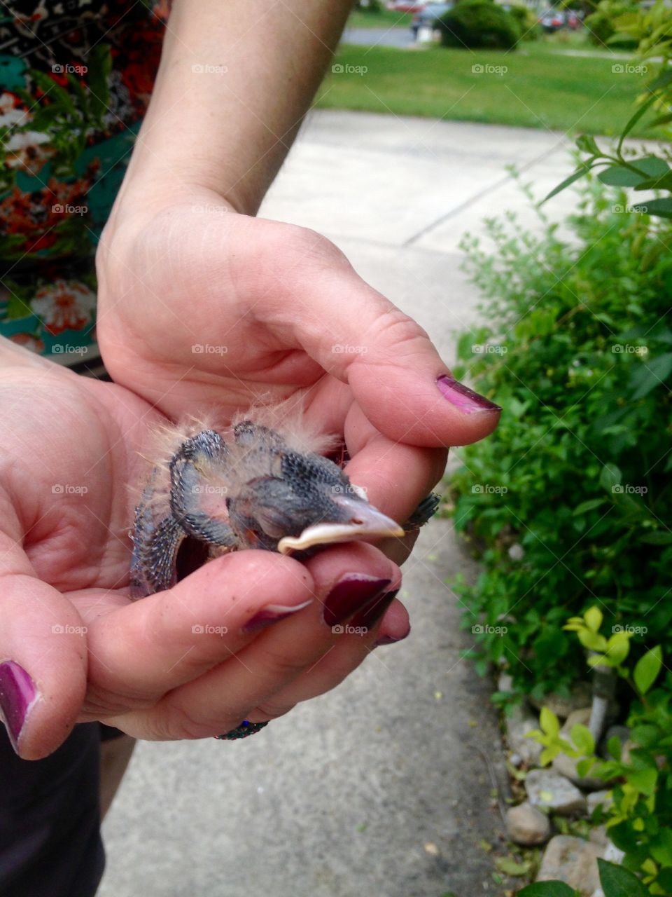 Robin nestling