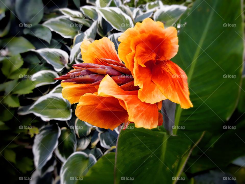 Orange flower and hostas
