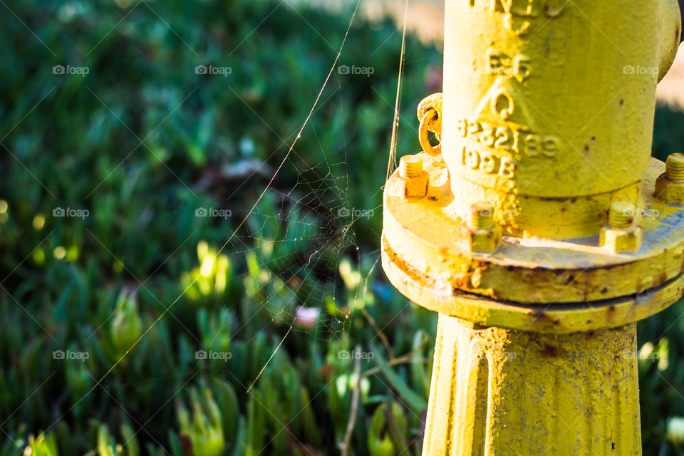 Spider web 
