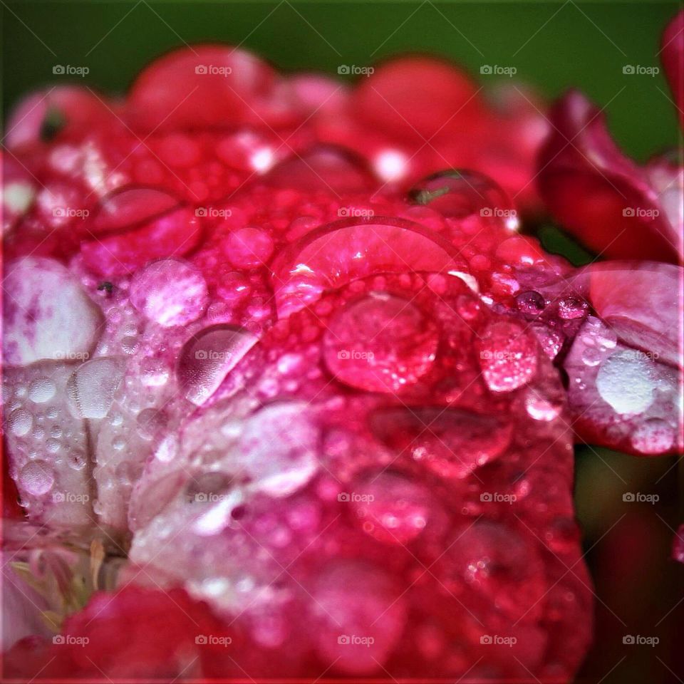 Macro raindrops on a beautiful scarlet flower