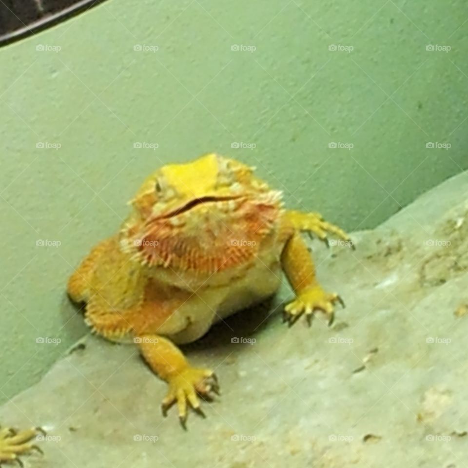 lizard. yellow lizard