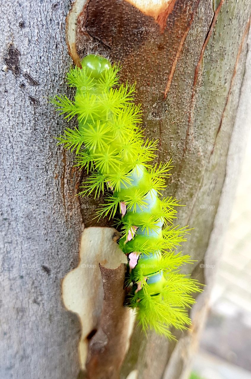 taturana or caterpillar