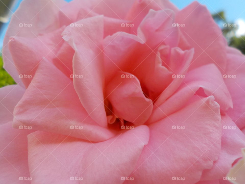 Pink pink tea rose