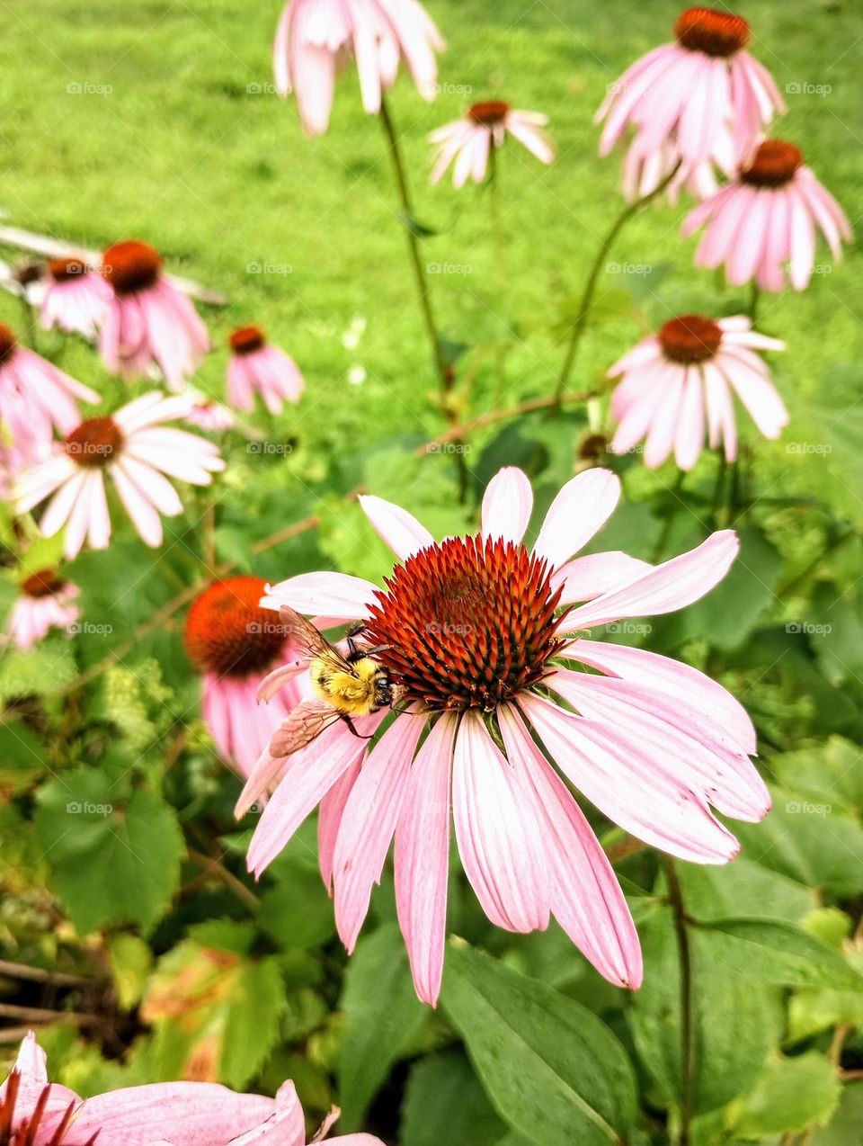 Bee on Flower