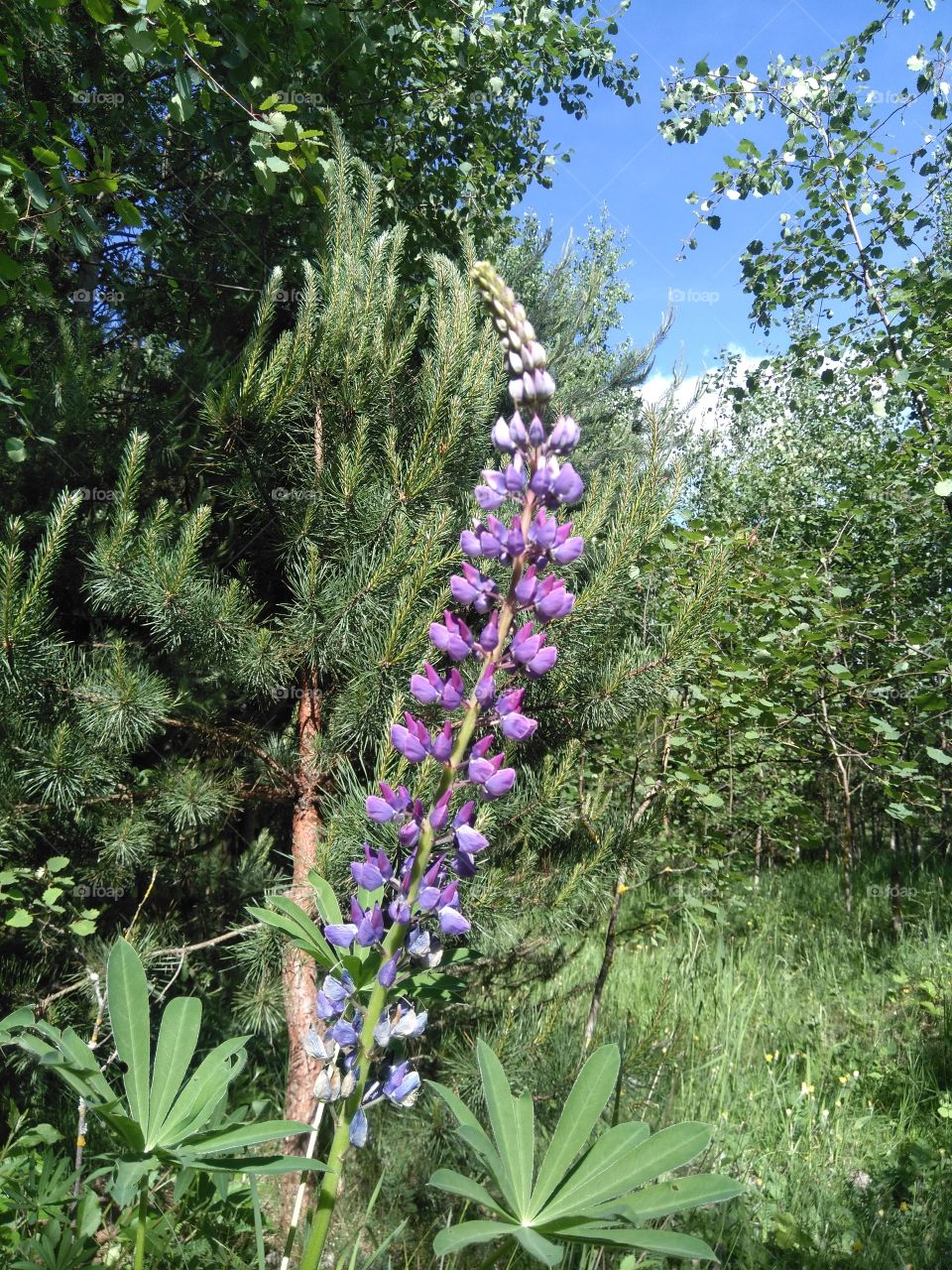 lupine purple flowers in the forest summer time