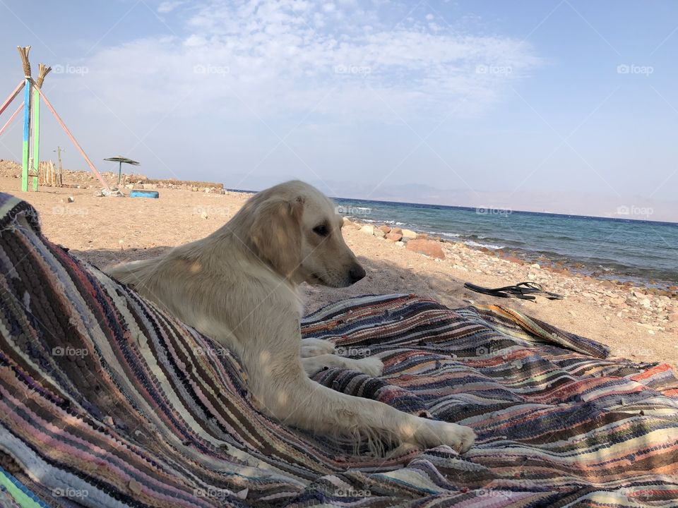 Dog on Colorful carpet