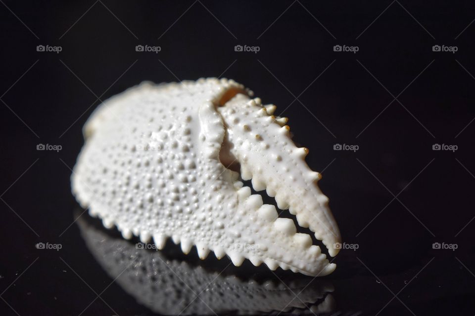 White textured crab claw